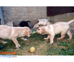 LABRADOR RETRIVER štenad vrhunskog porekla - Fotografija 6/6