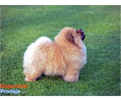 CHOW CHOW - zensko stene - Fotografija 1/5