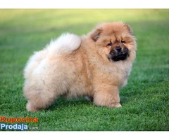 CHOW CHOW - zensko stene - Fotografija 2/5