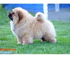 CHOW CHOW - zensko stene - Fotografija 3/5