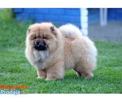 CHOW CHOW - zensko stene - Fotografija 4/5