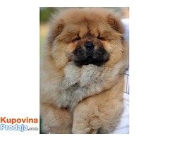 CHOW CHOW - zensko stene - Fotografija 5/5