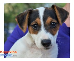 Džek Rasel terijer-Jack Russell Terrier - Fotografija 1/5