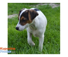 Džek Rasel terijer-Jack Russell Terrier - Fotografija 2/5