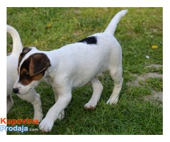 Džek Rasel terijer-Jack Russell Terrier - Fotografija 4/5