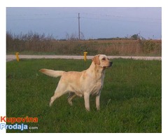 LABRADOR RETRIVER, vrhunski odrasli psi - Fotografija 6/6