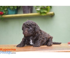 LAGOTTO ROMAGNOLO STENCI - Fotografija 7/7