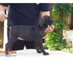 Cane Corso, prelepa ženkica - Fotografija 3/7