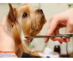 Sisanje pasa i macaka i strucni saveti veterinara