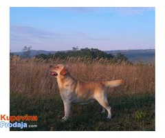 Hitna prodaja LABRADOR RETRIVERA - Fotografija 5/8