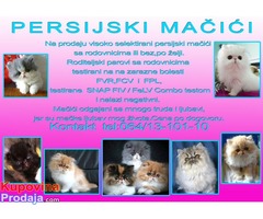 PERSIJSKI MACICI - visoko selektirani PERSIJSKI MACICI - visoko selektirani