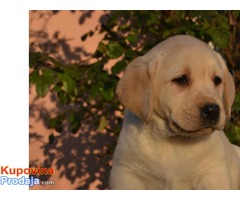 Labrador, stenci sampionskog porekla - Fotografija 3/10