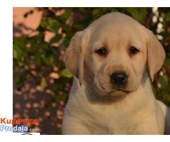 Labrador, stenci sampionskog porekla - Fotografija 4/10