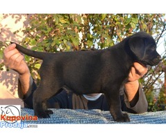 Labrador, stenci sampionskog porekla - Fotografija 7/10