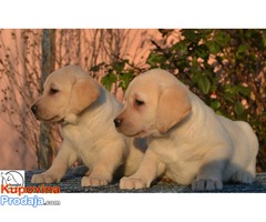 Labrador, stenci sampionskog porekla - Fotografija 8/10