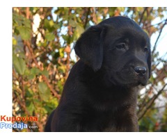 Labrador, stenci sampionskog porekla - Fotografija 10/10