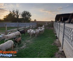 Prodajem stado OVACA i Alpino KOZA - Fotografija 1/3