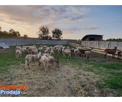 Prodajem stado OVACA i Alpino KOZA - Fotografija 3/3