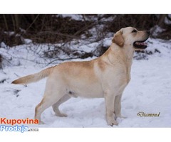 LABRADOR RETRIVER vrhunski odrasli psi - Fotografija 5/9