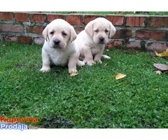 Labrador retriver, hit leglo - Fotografija 4/5