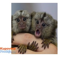 Majmuni majmuna za bebe za usvajanje. - Fotografija 1/2