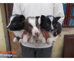 Border Collie štenci - Fotografija 1/2