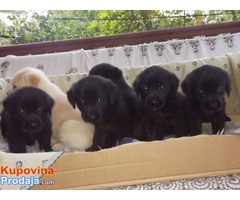 Stenci LABRADOR RETRIVERA - Fotografija 3/6