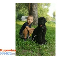 Crni ruski terijer štenci - Fotografija 3/10