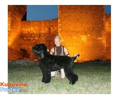 Crni ruski terijer štenci - Fotografija 4/10