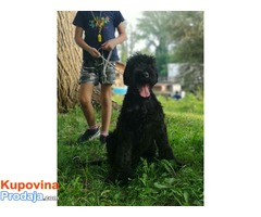 Crni ruski terijer štenci - Fotografija 5/10