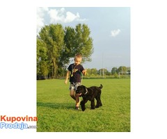Crni ruski terijer štenci - Fotografija 9/10