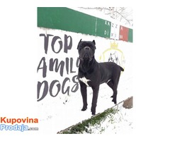 CANE CORSO muzjak zreli sampion Srbije - Fotografija 4/4