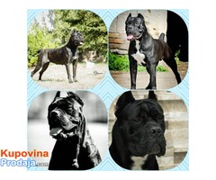 CANE CORSO stenci izlozbenog potencijala - Fotografija 1/9