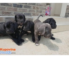 CANE CORSO stenci izlozbenog potencijala - Fotografija 2/9