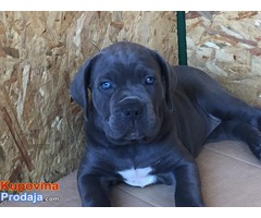 CANE CORSO stenci izlozbenog potencijala - Fotografija 4/9