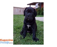 CANE CORSO stenci izlozbenog potencijala - Fotografija 6/9