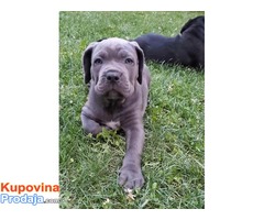 CANE CORSO stenci izlozbenog potencijala - Fotografija 7/9