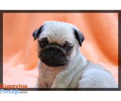 Mops muško štene - Fotografija 3/4