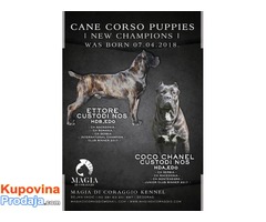 CANE CORSO stenci vrhunskog kvaliteta - Fotografija 1/10