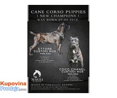 CANE CORSO stenci vrhunskog kvaliteta - Fotografija 1/10