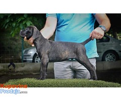 CANE CORSO stenci vrhunskog kvaliteta - Fotografija 2/10