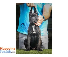 CANE CORSO stenci vrhunskog kvaliteta - Fotografija 3/10