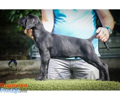 CANE CORSO stenci vrhunskog kvaliteta - Fotografija 5/10