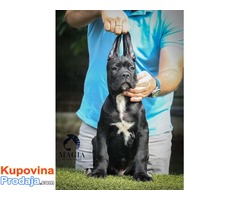 CANE CORSO stenci vrhunskog kvaliteta - Fotografija 6/10