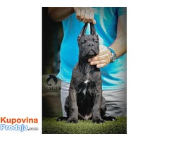 CANE CORSO stenci vrhunskog kvaliteta - Fotografija 10/10