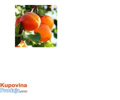 orezivanje voća i vinove loze
