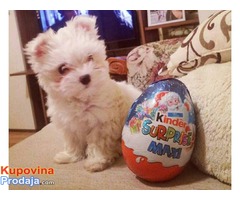Prodajem stence MINI MALTEZERA