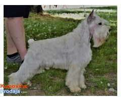 Patuljasti beli SNAUCER - perfektno leglo - Fotografija 7/9