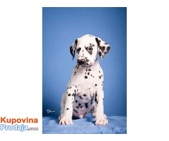 Dalmatinski pas štenad na prodaju - Fotografija 2/8