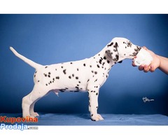 Dalmatinski pas štenad na prodaju - Fotografija 3/8